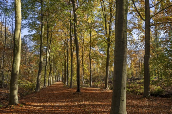 Avenue bordered with European beeches, common beech trees (Fagus sylvatica) with foliage in yellow autumn colours, fall colors in broadleaved forest