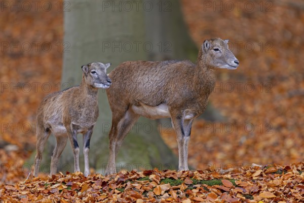 European mouflon (Ovis aries musimon, Ovis gmelini musimon) ewe, female with lamb in forest in autumn, fall