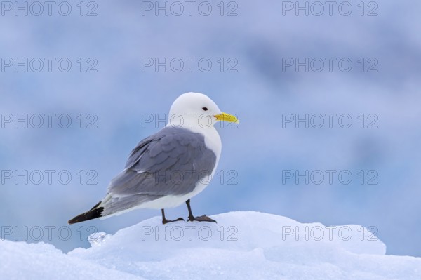 Black-legged kittiwake (Rissa tridactyla) adult in breeding plumage resting on ice floe in the Arctic Ocean in summer, Svalbard, Spitsbergen, Norway