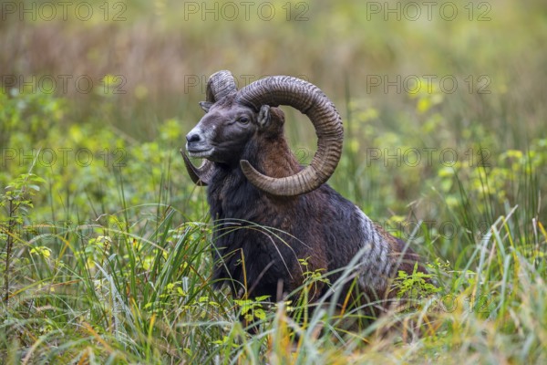 European mouflon (Ovis aries musimon, Ovis gmelini musimon) ram, male with big horns in grassland in autumn, fall