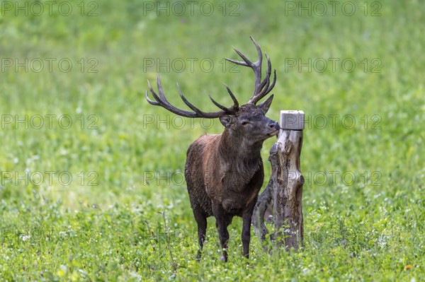 Red deer (Cervus elaphus) stag licking mineral nutrients from mineral block, salt lick placed by farmer in pasture, meadow for livestock