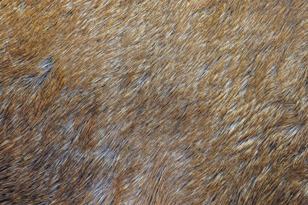Red deer (Cervus elaphus) close-up of hairs in reddish-brown coloured fur, coat in autumn, fall