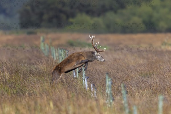 Red deer (Cervus elaphus) stag with big antlers jumping over fence in grassland in autumn, fall