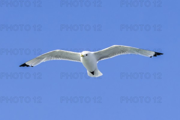 Black-legged kittiwake (Rissa tridactyla) adult in breeding plumage flying against blue sky in summer