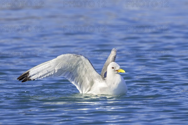 Black-legged kittiwake (Rissa tridactyla) adult in breeding plumage bathing in sea water in summer