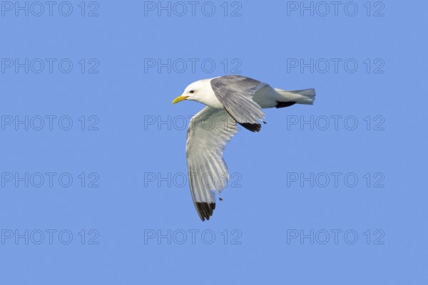 Black-legged kittiwake (Rissa tridactyla) adult in breeding plumage flying with worn primaries, damaged wing tips against blue sky in summer