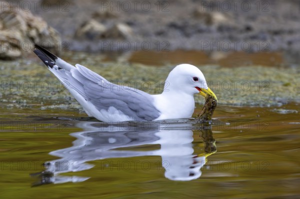Black-legged kittiwake (Rissa tridactyla) adult in breeding plumage collecting nesting material in beak in spring for building nest