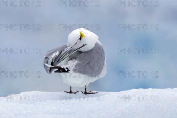 Black-legged kittiwake (Rissa tridactyla) adult in summer plumage preening feathers on ice floe in the Arctic Ocean, Svalbard, Spitsbergen, Norway
