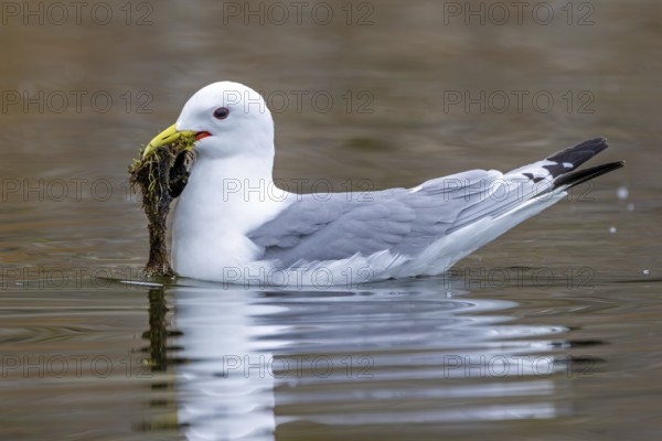 Black-legged kittiwake (Rissa tridactyla) adult in breeding plumage collecting nesting material in beak at sea in spring, Svalbard, Spitsbergen