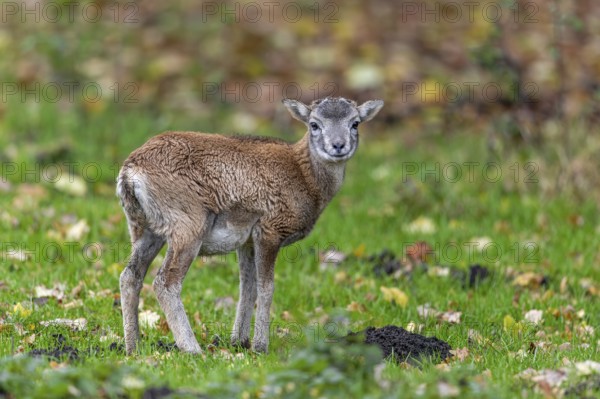 European mouflon (Ovis aries musimon, Ovis gmelini musimon) lamb in grassland in autumn, fall