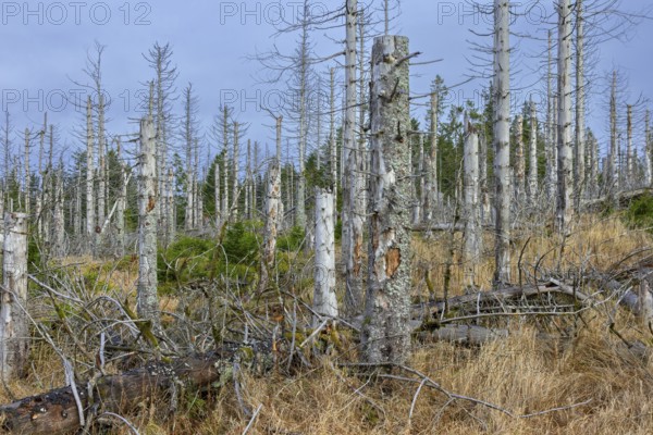 Dead spruce trees in forest in the Harz Mountains in autumn, damage caused by bark beetle infestation, Harz National Park, Saxony-Anhalt, Germany