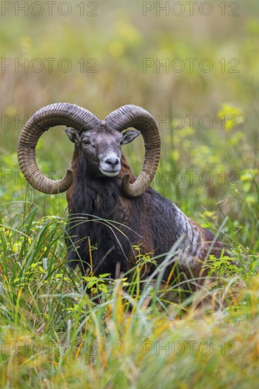 European mouflon (Ovis aries musimon, Ovis gmelini musimon) ram, male with big horns in grassland in autumn, fall