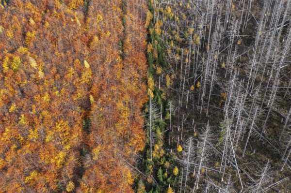 Aerial view over mixed forest with dead spruce trees in the Harz Mountains, damage caused by bark beetle infestation, Harz NP, Saxony-Anhalt, Germany