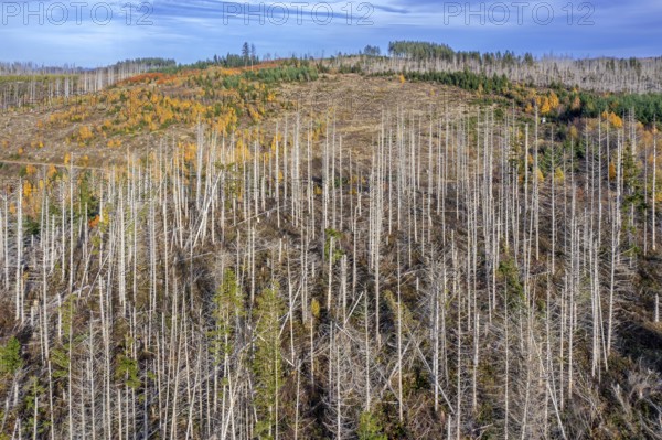 Aerial view over forest with dead spruce trees in the Harz Mountains, damage caused by bark beetle infestation, Harz NP, Saxony-Anhalt, Germany
