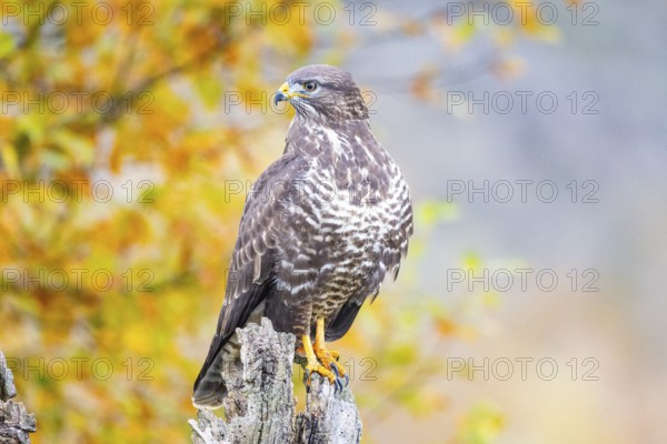 Common Buzzard (Buteo buteo) Germany