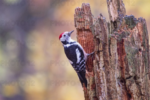 Middle woodpecker (Dendrocopus medius) Germany