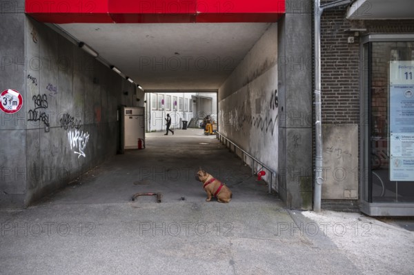 Dog, a boxer waits on a leash for his owner, Hanseatic City of Lübeck, Schleswig-Holstein, Germany