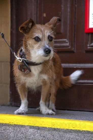 Dog, Foxi mixed breed on a leash, Hanseatic City of Lübeck, Schleswig-Holstein, Germany