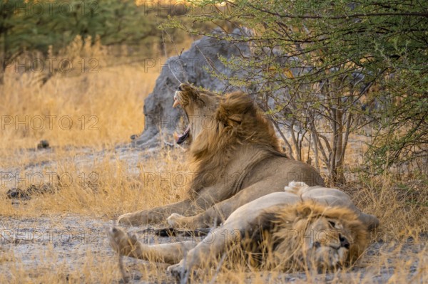 Two maned lions, lion yawns, siblings lying in grass, lion (Panthera Leo), savuti, Chobe National Park National Park, Botswana