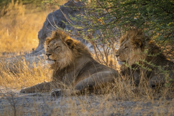 Two maned lions, siblings lying in the grass, lion (Panthera Leo), savuti, Chobe National Park National Park, Botswana