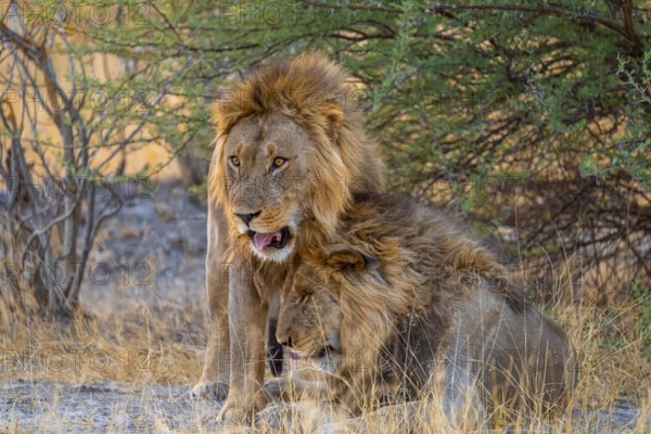 Two maned lions, siblings cuddle, lion (Panthera Leo), savuti, Chobe National Park National Park, Botswana