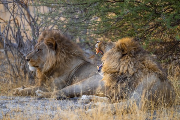 Sunset, two maned lions, lion yawns, siblings lying in the grass, lion (Panthera Leo), savuti, Chobe National Park, Botswana