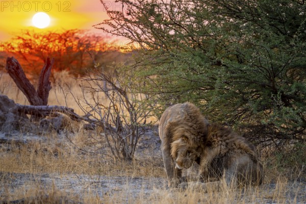 Sunset, two maned lions, siblings cuddling, lion (Panthera Leo), savuti, Chobe National Park, Botswana