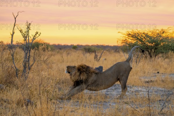 Maned Lion Stretches, Lion (Panthera Leo), Savuti, Chobe National Park National Park, Botswana