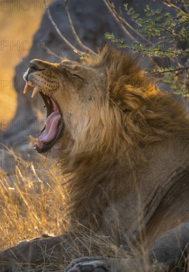 Two yawns, lying in grass, lion (Panthera Leo), savuti, Chobe National Park National Park, Botswana