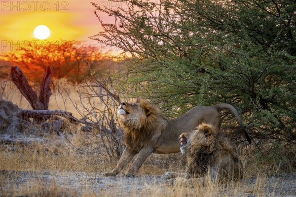 Sunset, two maned lions, siblings lying in grass, lion (Panthera Leo) stretches, savuti, Chobe National Park National Park, Botswana