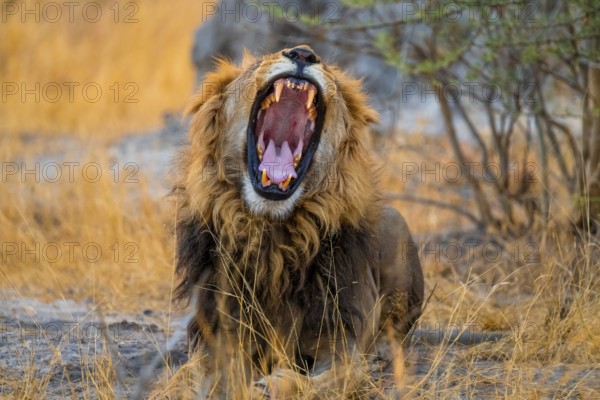 Maned lion yawns and shows teeth, lion (Panthera Leo), savuti, Chobe National Park National Park, Botswana