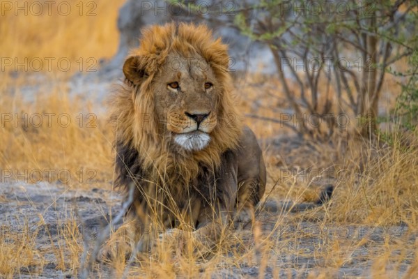 Maned lion in grass, lion (Panthera Leo), savuti, Chobe National Park National Park, Botswana