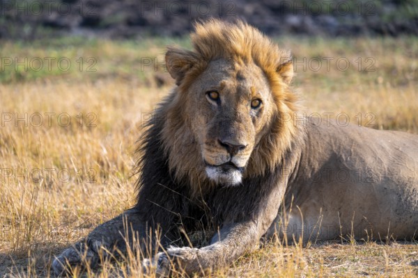 Maned lion (Panthera Leo) lying in grass, savanna, Savuti, Chobe National Park National Park, Botswana