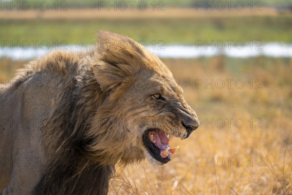 Maned lion, lion (Panthera Leo) hisses, savuti, Chobe National Park National Park, Botswana