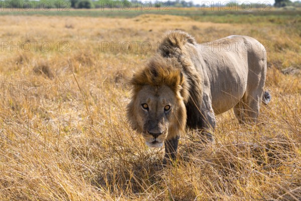 Maned lion (Panthera Leo) lurking in grass, savanna, Savuti, Chobe National Park, Botswana