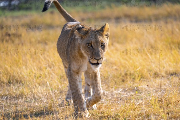 Cub, lion (Panthera Leo) in grass, savuti, Chobe National Park, Botswana