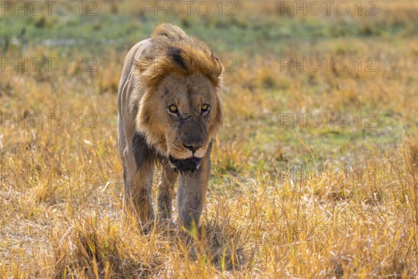 Maned lion (Panthera Leo) walking in grass, savanna, Savuti, Chobe National Park National Park, Botswana