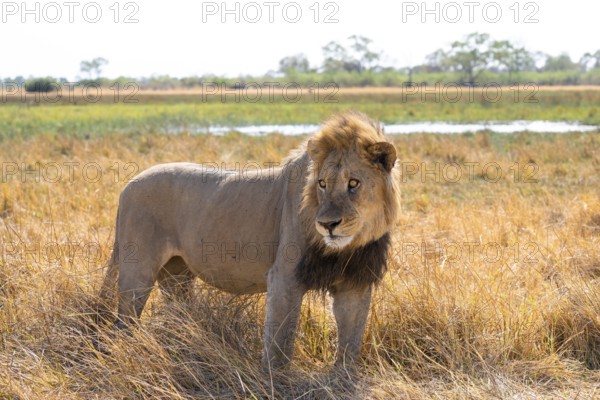 Maned lion, lion (Panthera leo), savuti, Chobe National Park, Botswana
