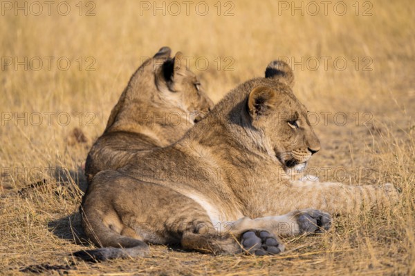 Young animals, lion (Panthera Leo) lying in grass, savuti, Chobe National Park National Park, Botswana