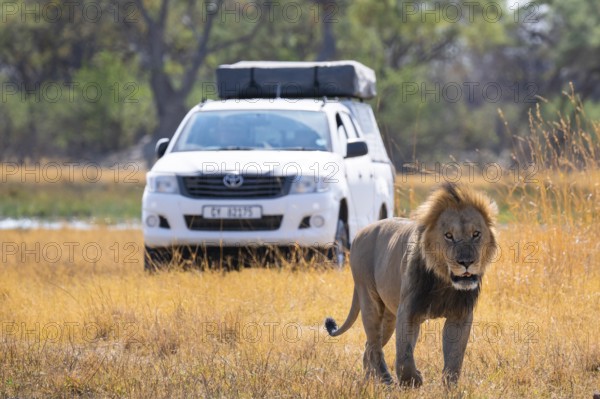 Safari car and maned lion, lion (Panthera Leo) lying in grass, savuti, Chobe National Park National Park, Botswana