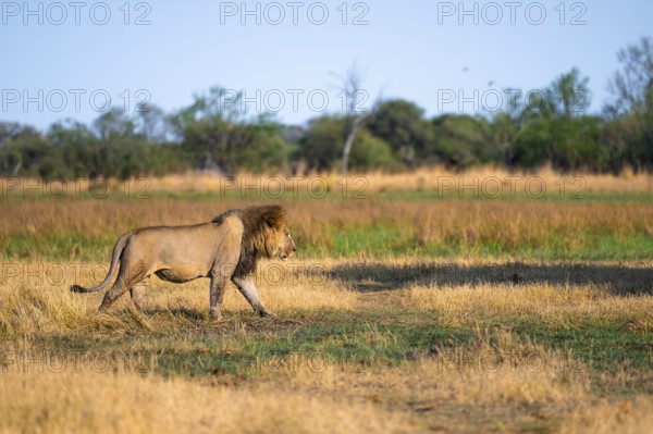 Maned lion running, lion (Panthera Leo) in grass, savuti, Chobe National Park, Botswana