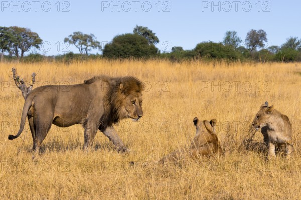 Maned lion and young animals, lion (Panthera Leo) in grass, savuti, Chobe National Park, Botswana
