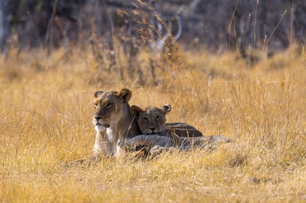 Lion cub and lioness, lion (Panthera Leo) lying in grass, savuti, Chobe National Park National Park, Botswana