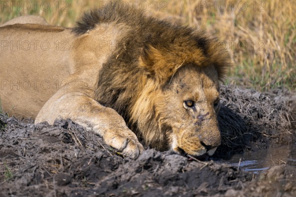 Maned lion drinks, lion (Panthera Leo) lying in grass, savuti, Chobe National Park, Botswana
