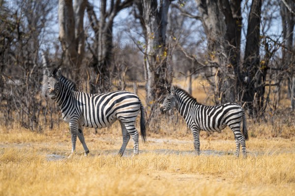 Steppe Zebra (Equus quagga), Chobe National Park, Botswana