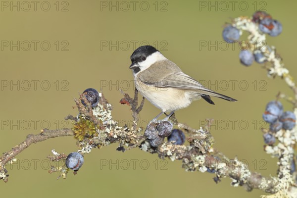 Swamp tit, (Parus palustris), sitting on a branch in a blackthorn bush, (Prunus spinosa), sloes, with ripe fruit, autumn, wildlife, animals, tit family, songbird, birds, Wilnsdorf, North Rhine-Westphalia, Germany