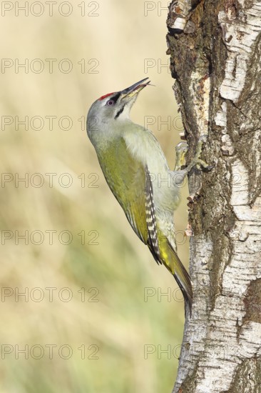 Grey woodpecker (Picus canus), male sitting on the trunk of a grey birch tree (Betula populifolia), wildlife, woodpeckers, birds, nature photography, Wilnsdorf, North Rhine-Westphalia, Germany