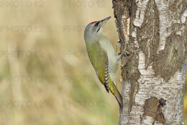 Grey woodpecker (Picus canus), male sitting on the trunk of a grey birch tree (Betula populifolia), wildlife, woodpeckers, birds, nature photography, Wilnsdorf, North Rhine-Westphalia, Germany