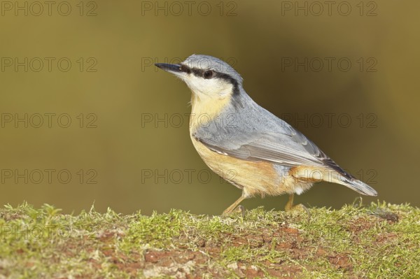 Nuthatch (Sitta europaea) sitting on a tree root covered with moss, Wilnsdorf, North Rhine-Westphalia, Germany