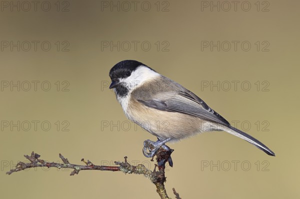 Willow tit (Parus montanus) sitting on a branch in a blackthorn bush, (Prunus spinosa), blackthorn, sloes, autumn, wildlife, animals, birds, Wilnsdorf, North Rhine-Westphalia, Germany